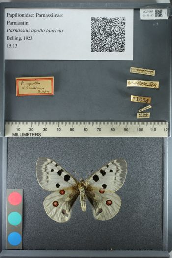 Media type: image;   Entomology 175133